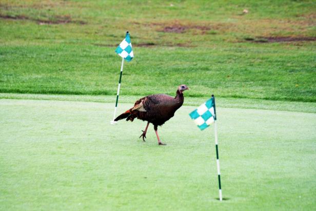 Our insiders guide to the proper Thanksgiving golf outing