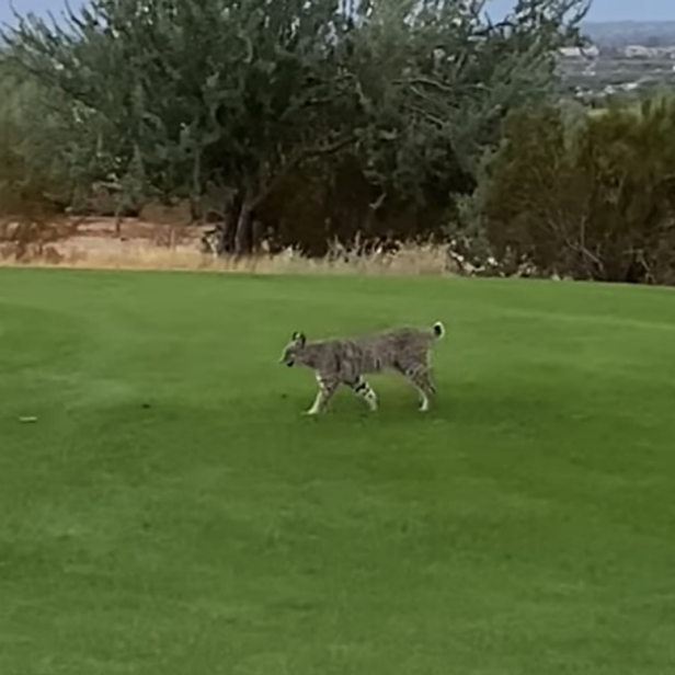 The scariest thing weve seen in golf is this bobcat stalking the fairways in Arizona